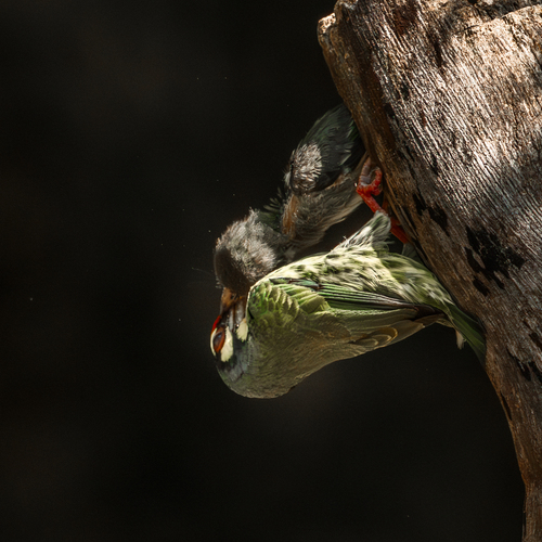 Photo #13961454