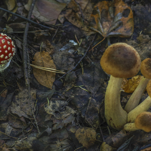 Photo #13961458