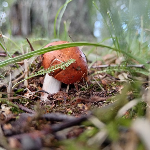 Photo #13961496