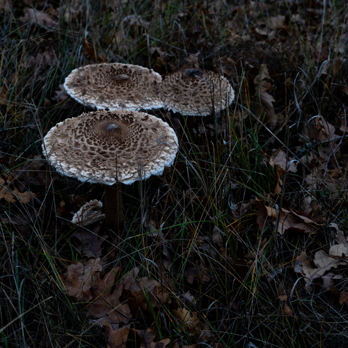 Photo #13961834