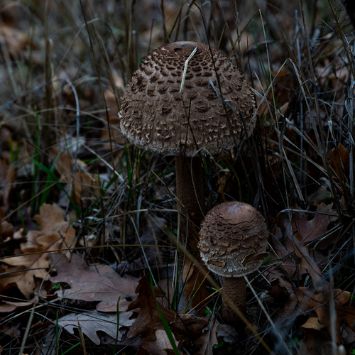 Photo #13961835