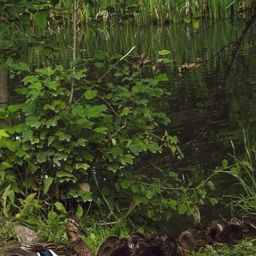 Photo #13961847