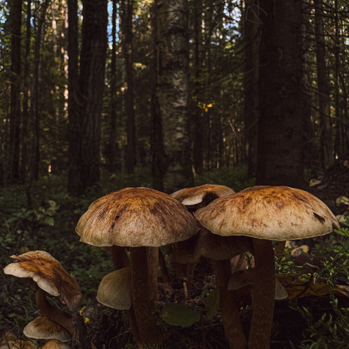 Photo #13961859