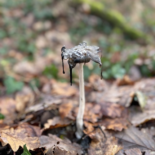Photo #13962047