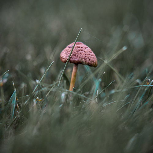 Photo #13962266