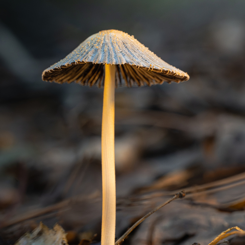 Навозник складчатый (лат. Parasola plicatilis)