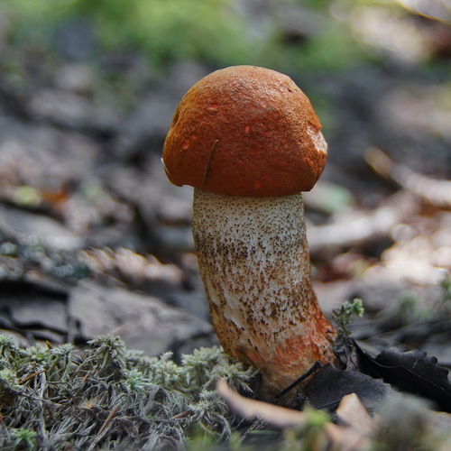 Photo #13962414