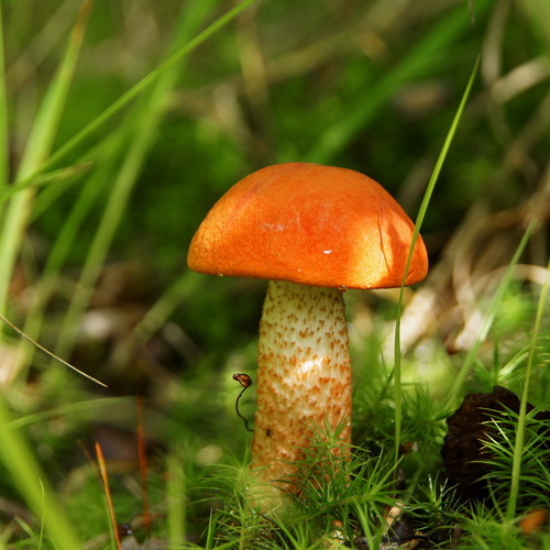 Photo #13962419