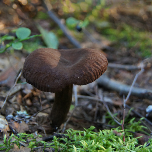 Photo #13962422