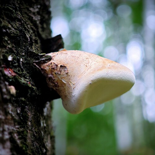 Photo #13962449