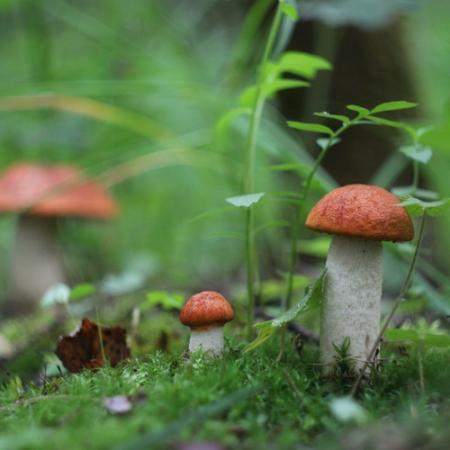Photo #13962561