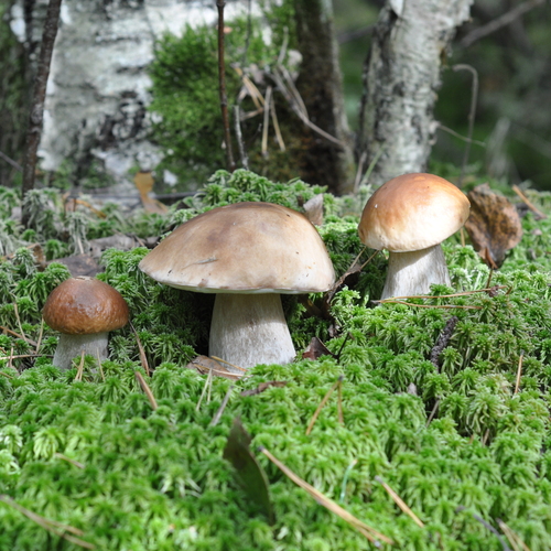 Photo #13962616