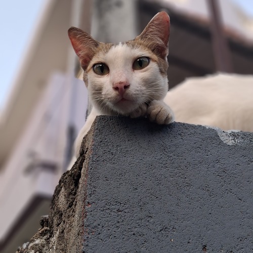 Mimi Cat