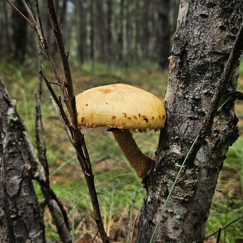 Photo #13963098