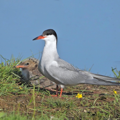 Эхийн хамт. Common tern.