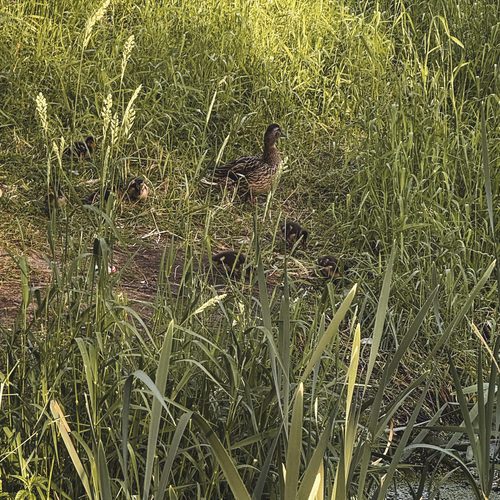 Photo #13963875