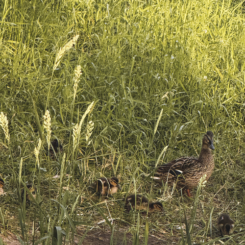 Photo #13963876