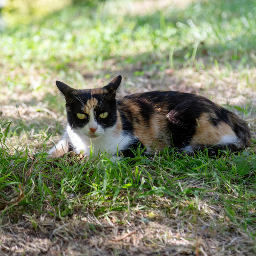 Photo #13964052