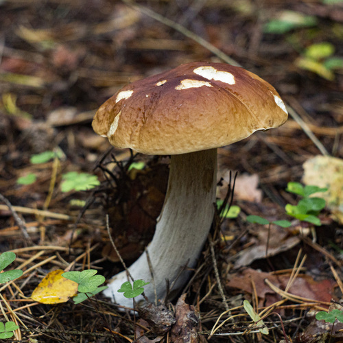 Photo #13964077