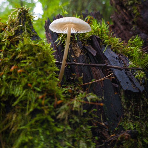 Photo #13964276
