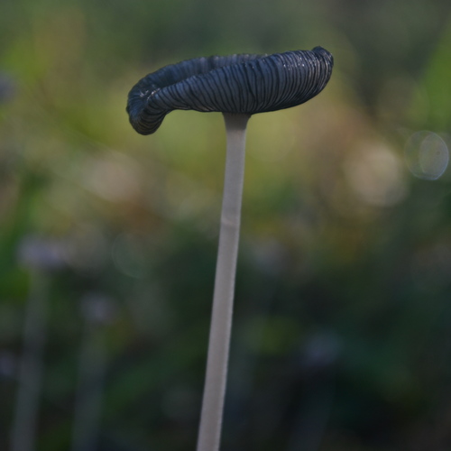 Photo #13964337