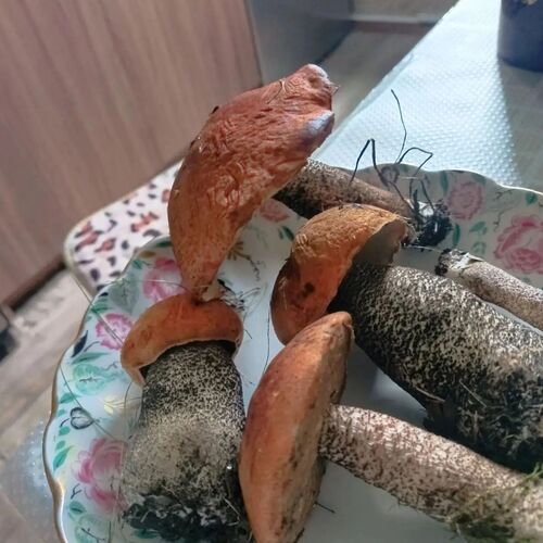 Photo #13964360