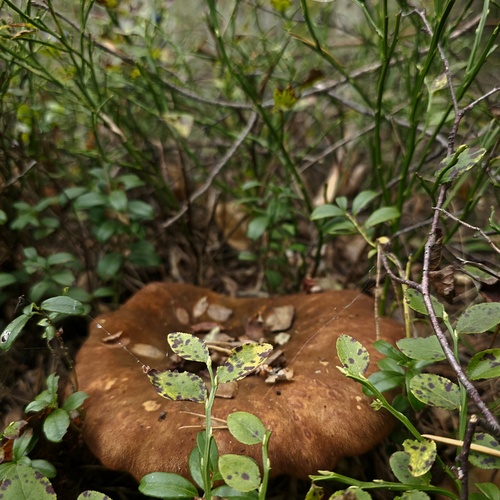 Photo #13964401