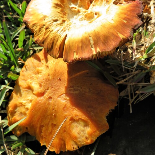 Photo #13964567
