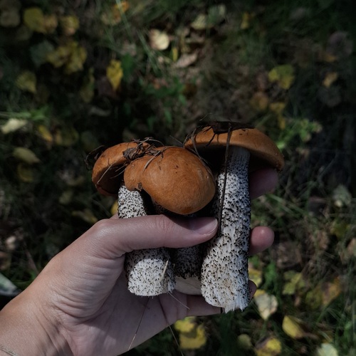 Photo #13964593