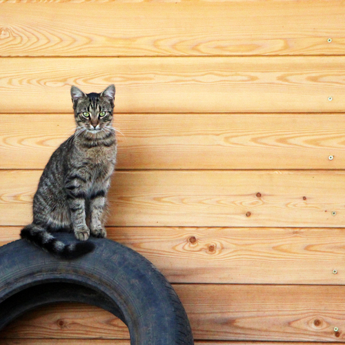 Кот по кличке Бандит
