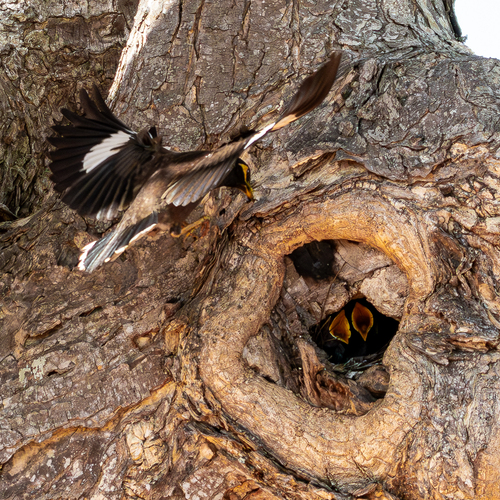 A Mother’s Return – Life Within the Tree