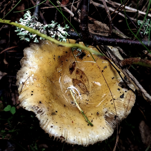Photo #13964945