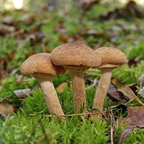 Photo #13965051