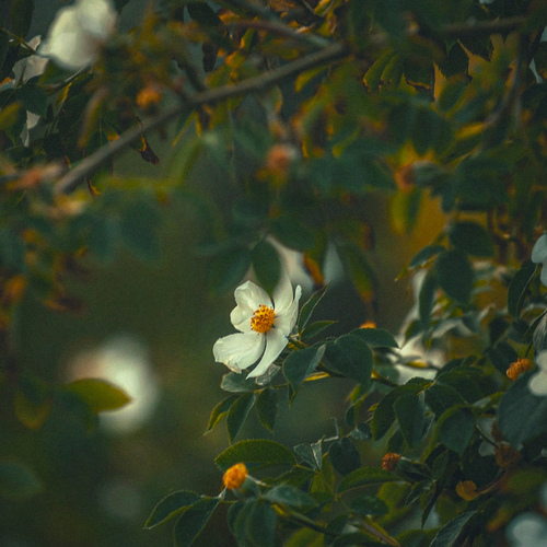 Photo #13965236