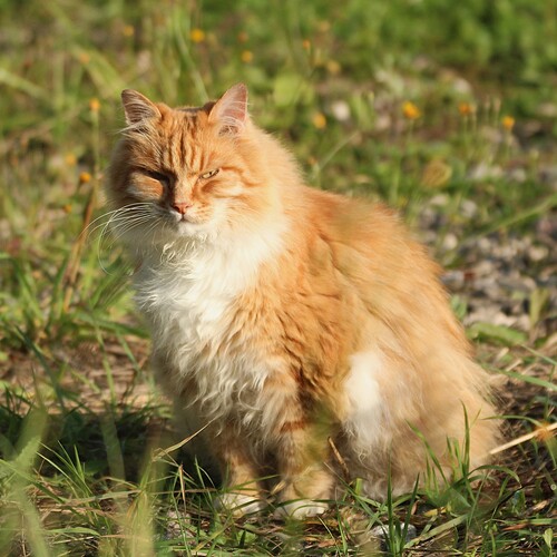 Photo #13965250