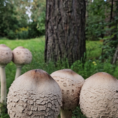 Photo #13965255
