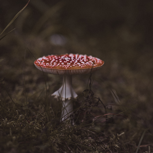 Photo #13965321