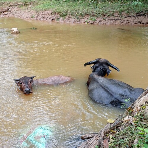 Photo #13965504