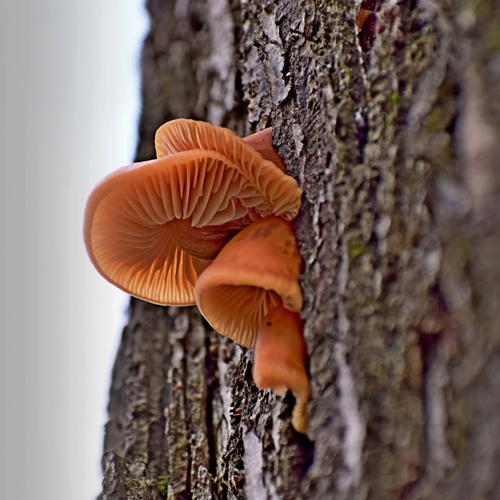Photo #13965539