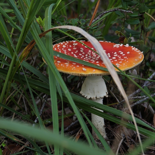 Photo #13965581