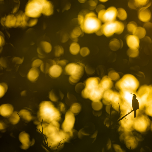 Photo #13965592