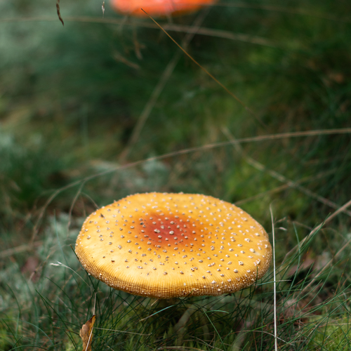 Photo #13965647