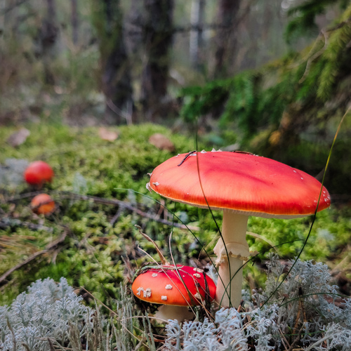 Photo #13965665