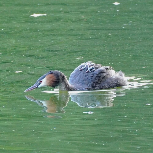 Photo #13965678