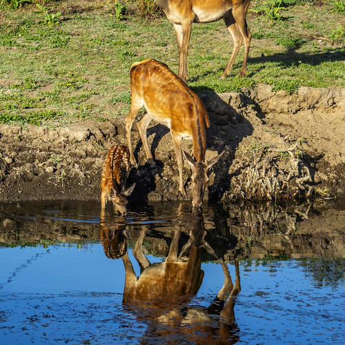Photo #13965735