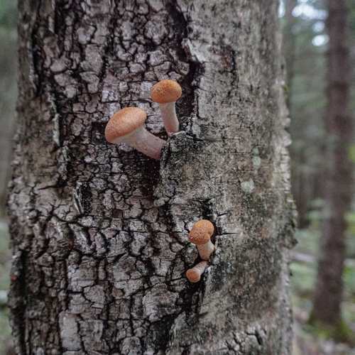 Photo #13965840