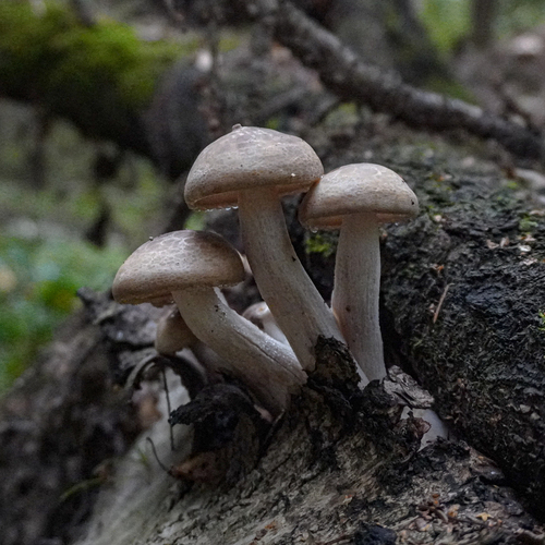 Photo #13965844