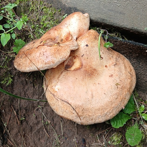 Photo #13966511