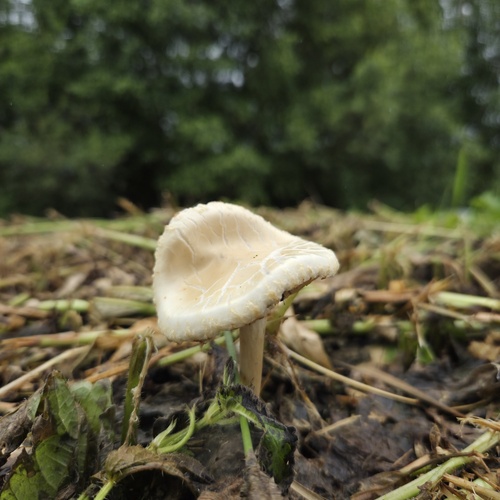 Photo #13966732