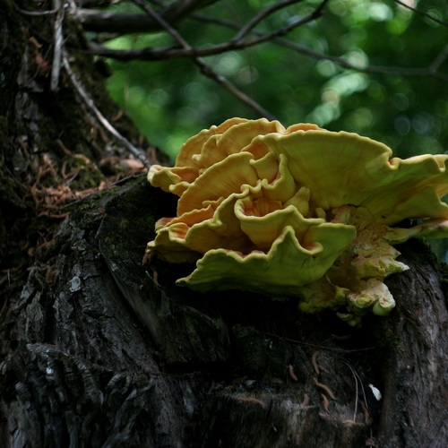 Photo #13966825